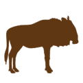 wildbeest-zerobrain--tragelaphus-safari-and-tours