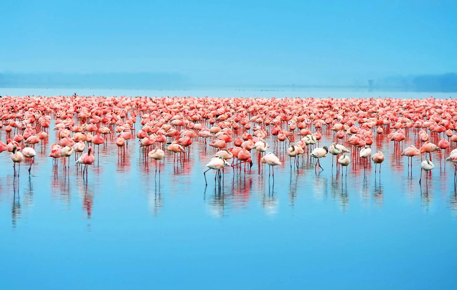 tragelaphus-safari-and-tours-flamingo-birds